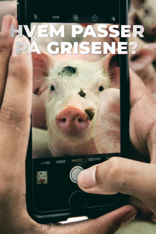 Hvem passer på grisene? постер