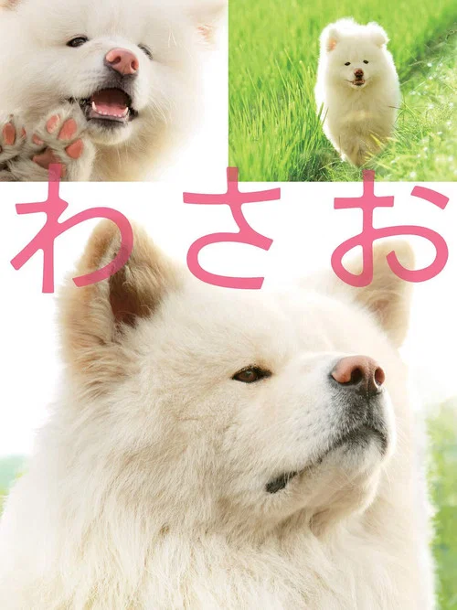 わさお постер