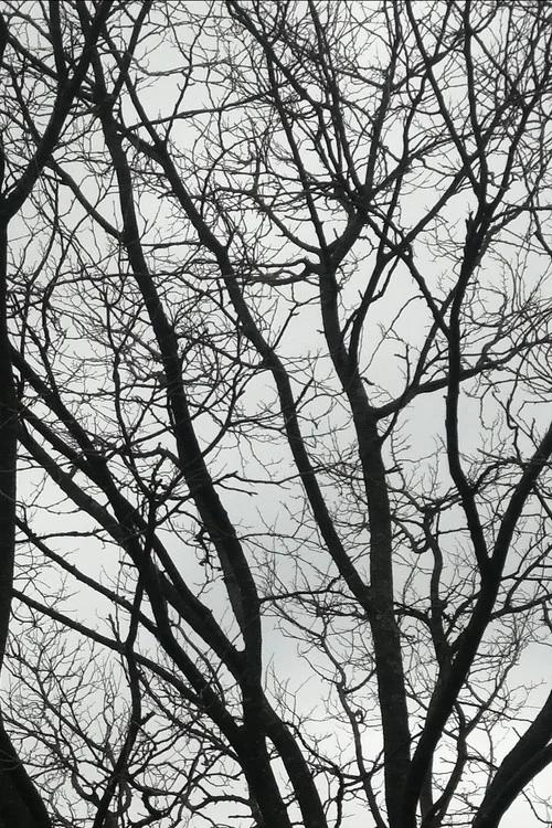 Tree Limbs постер
