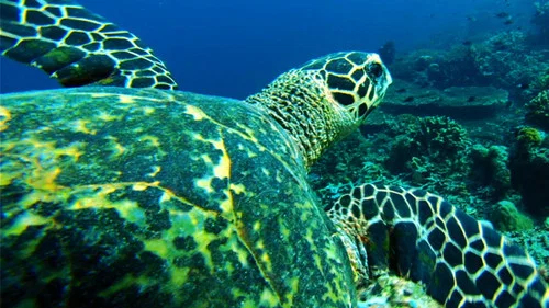 В воде