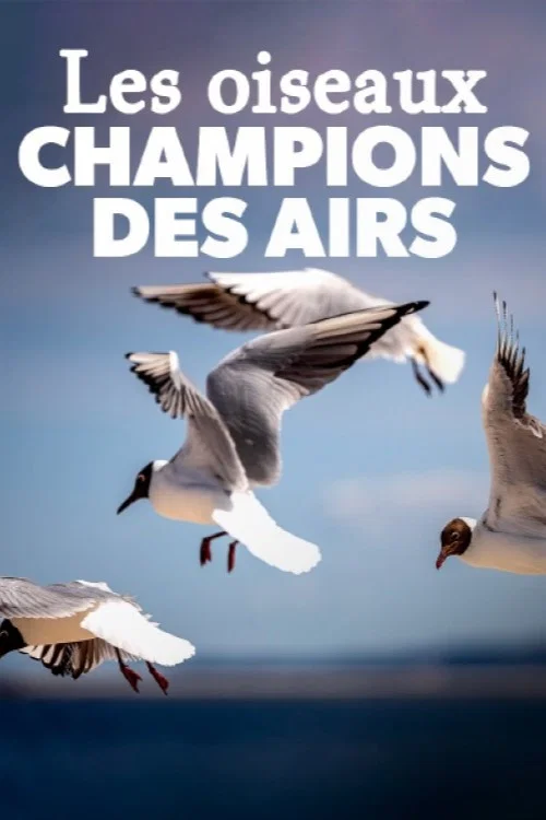 Birds постер