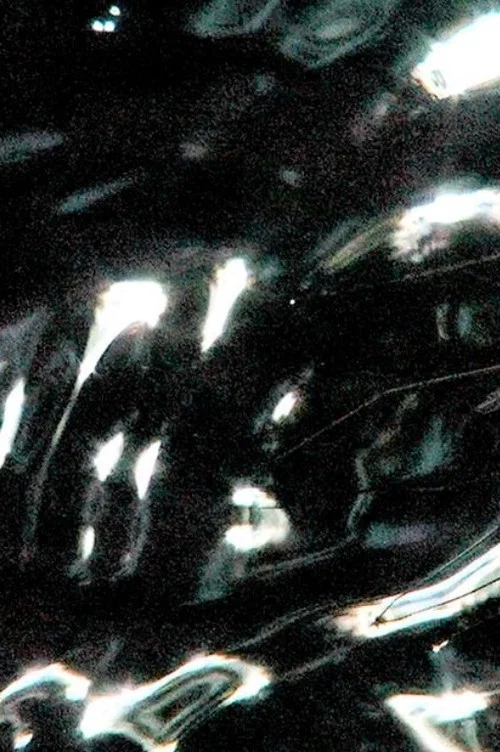 Gerridae постер