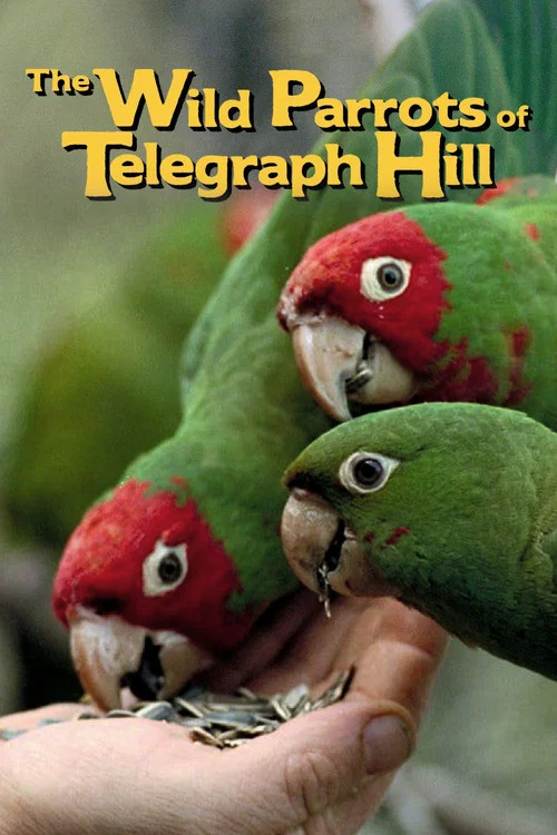 The Wild Parrots of Telegraph Hill постер