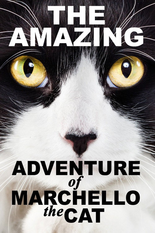 A Cat's Tale постер
