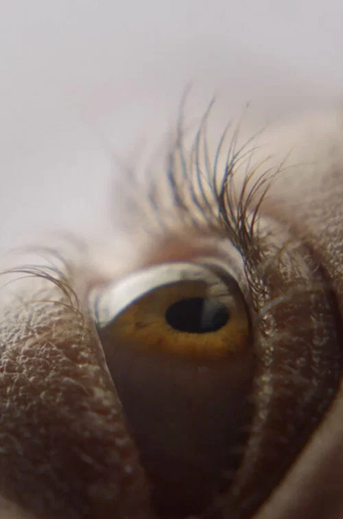 Eyelash постер
