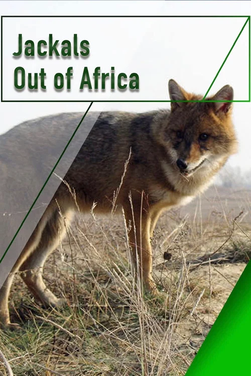 Jackals - Out of Africa постер
