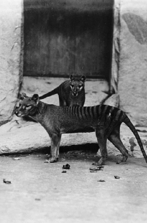 Thylacine Footage постер