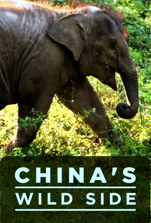 China's Wild Side постер