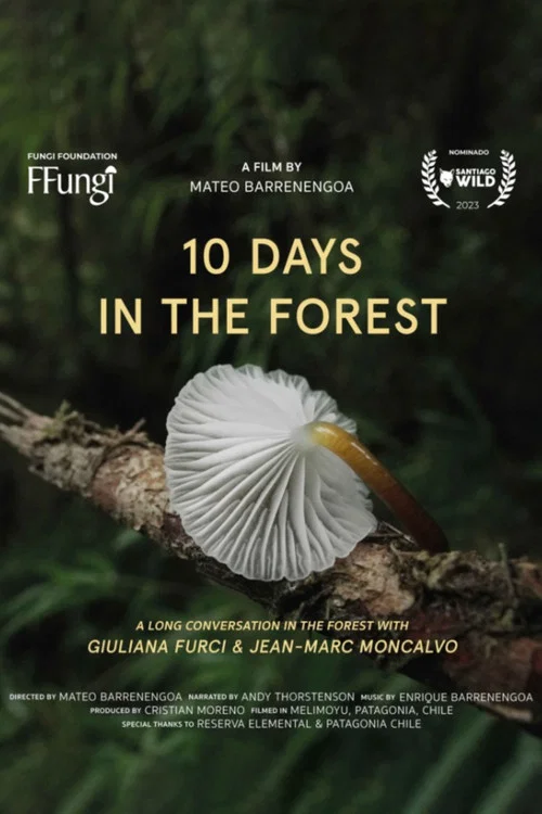 10 Days in the Forest постер