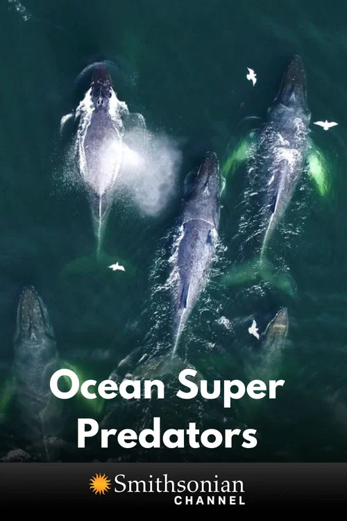 Ocean Super Predators постер