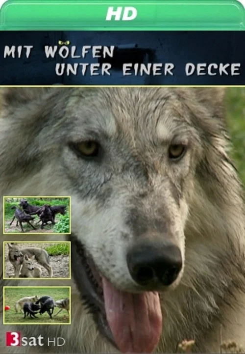 Mit Wölfen unter einer Decke постер