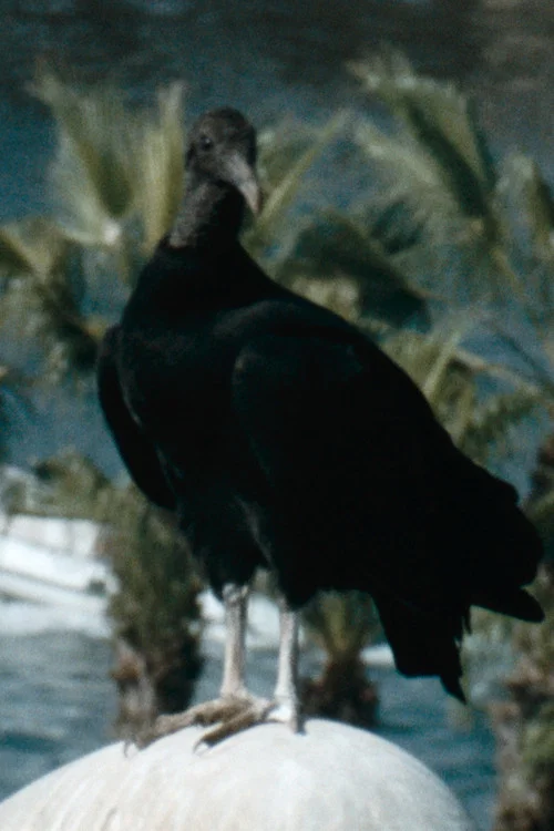 Gallinazo постер
