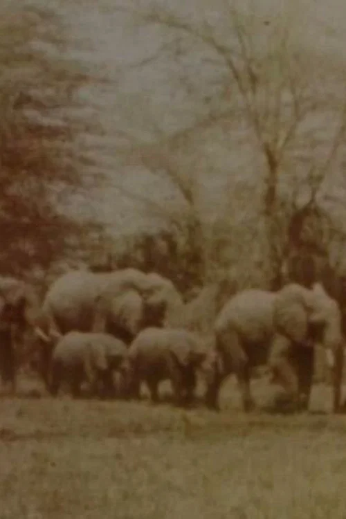 Elephants' Test постер