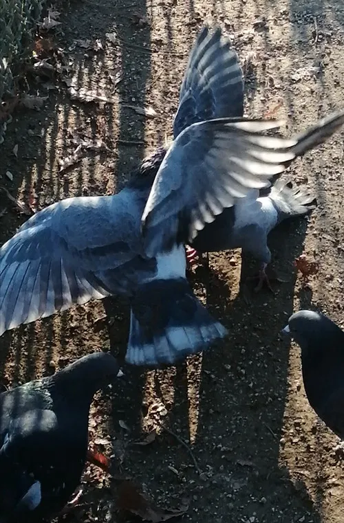 J'ai vu des oiseaux-moqueurs ricaner sous le soleil de Valence постер