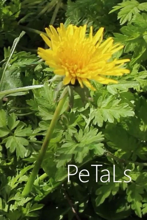 PeTaLs постер