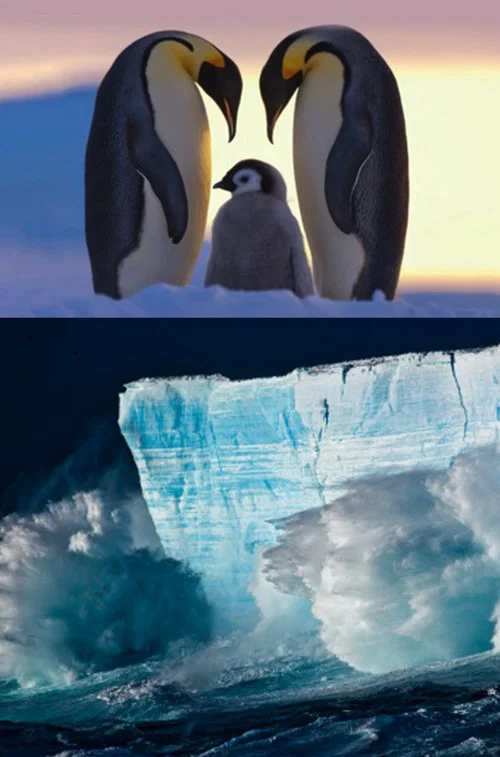 Antarctica - Tales From The End Of The World постер
