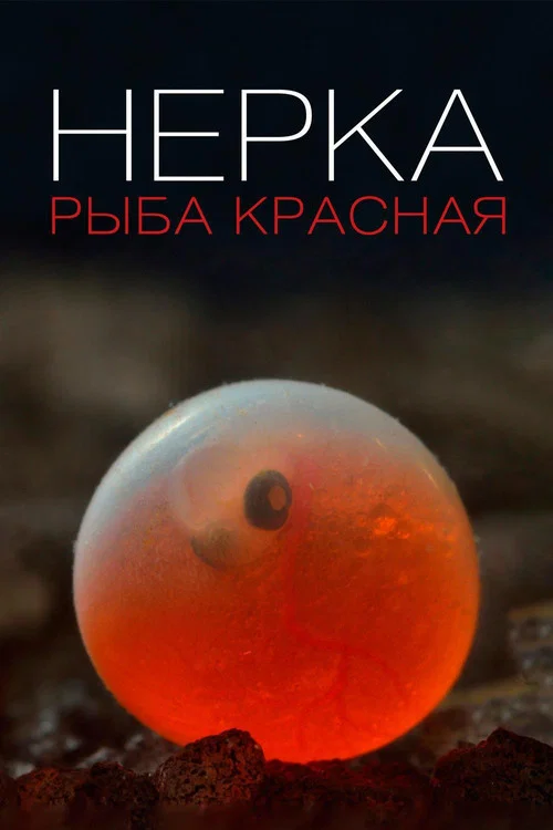Нерка. Рыба красная постер