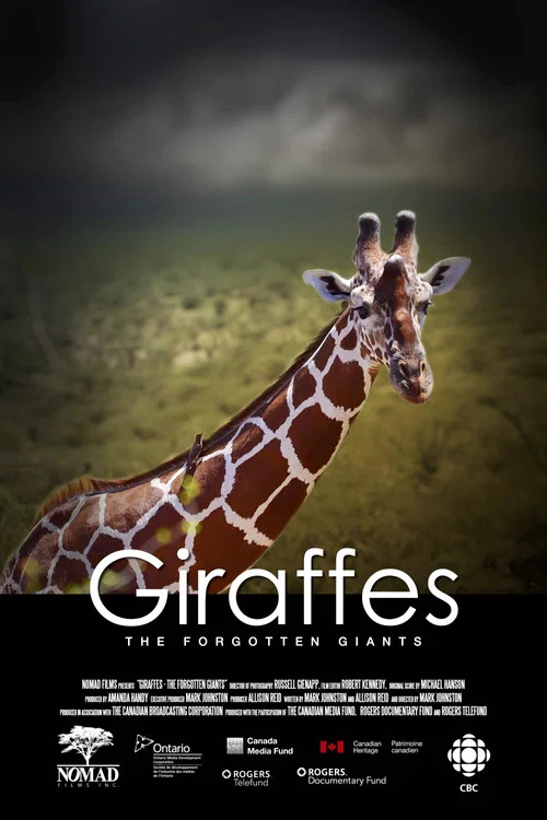 Giraffes: The Forgotten Giants постер