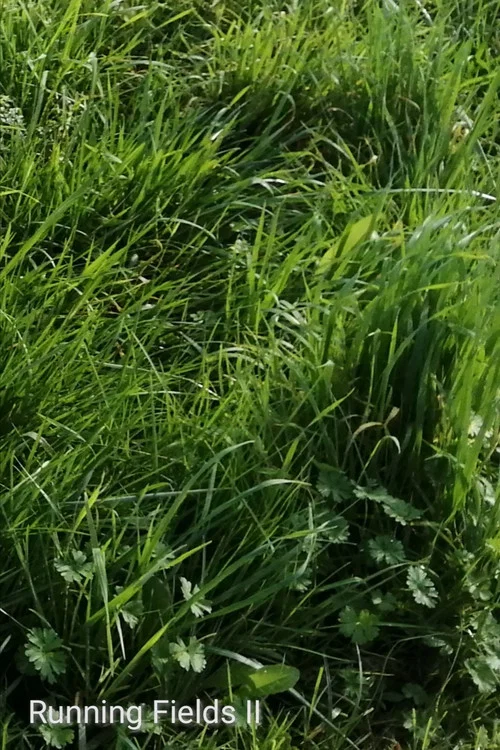 Running Fields II постер