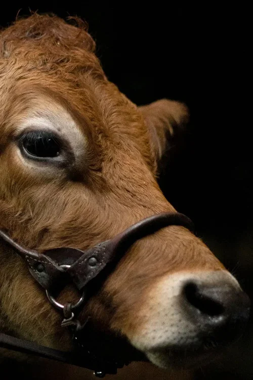 A Feeling of Home: The Making of First Cow постер