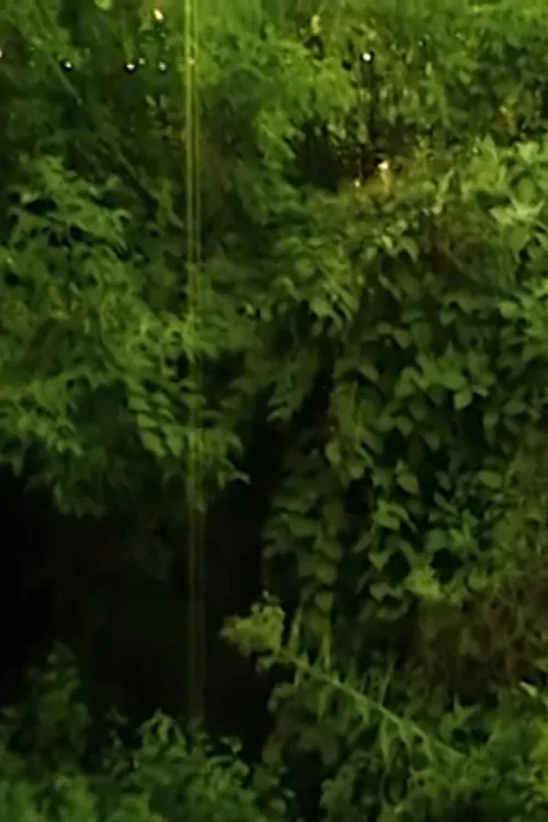 I love the sound cicadas make. постер
