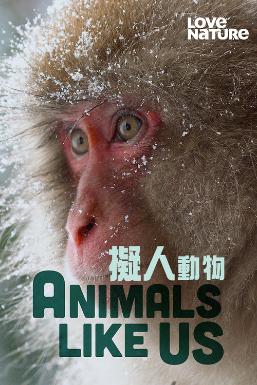 Animals Like Us постер