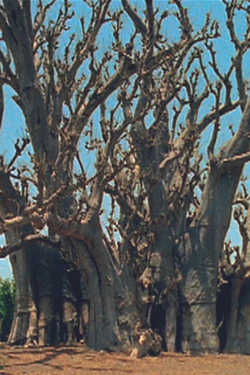 Baobab постер
