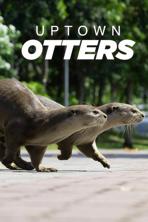 Uptown Otters постер