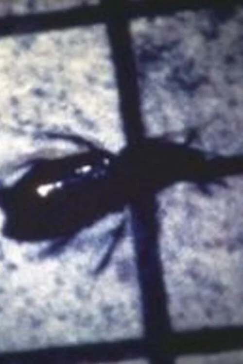 INSECT постер