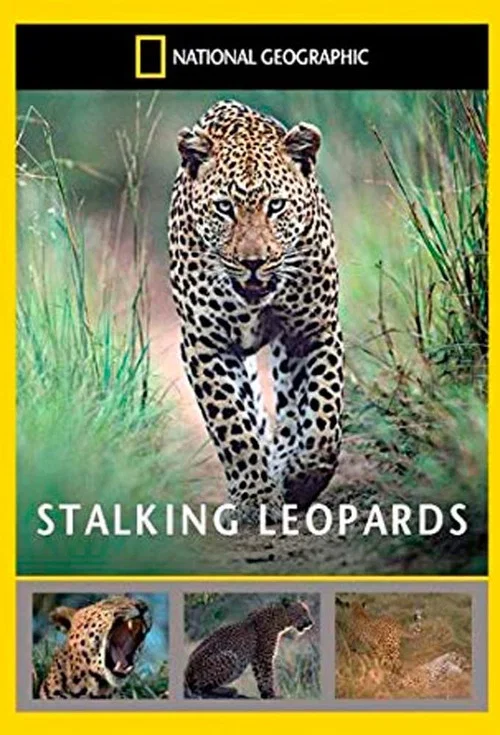 Stalking Leopards постер
