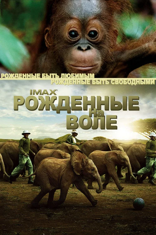 Рожденные на воле постер