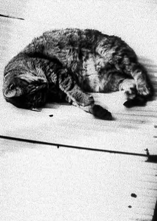 Cat постер