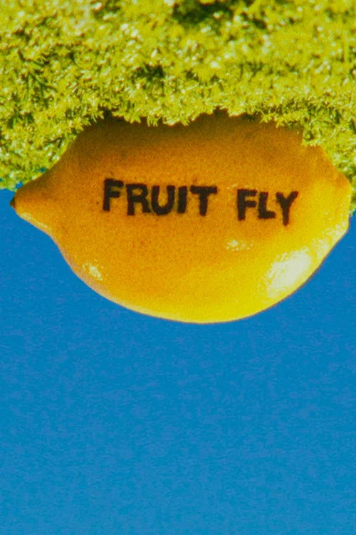 Fruit Fly постер