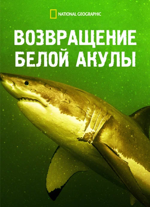 Возвращение белой акулы постер
