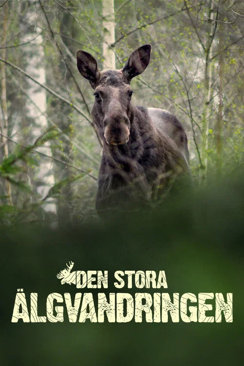 Den stora älgvandringen постер