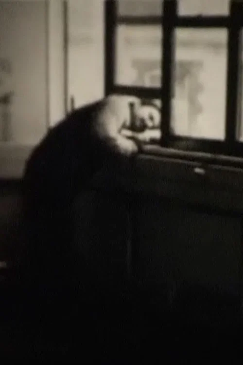The Last Films of Humphrey Esterhase постер