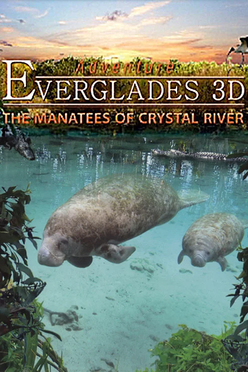 Abenteuer Everglades - Die Manatis des Crystal River постер