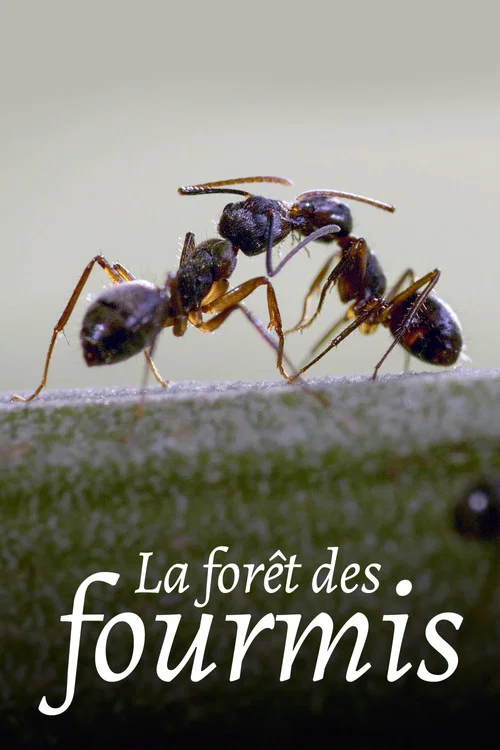 La Forêt des fourmis постер