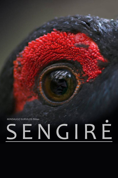 Sengirė постер