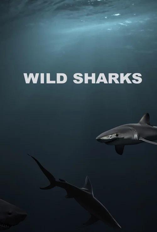 Wild Sharks постер