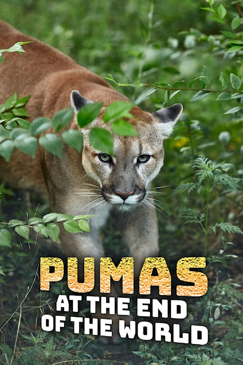 Pumas At The End of The World постер