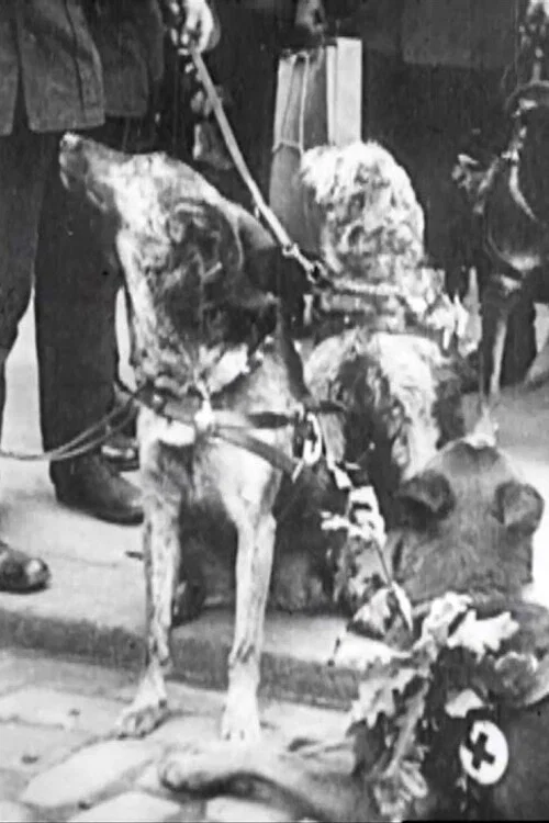 Red Cross Dogs постер