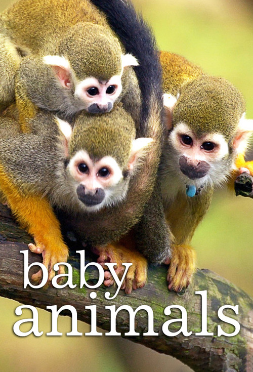 Baby Animals постер