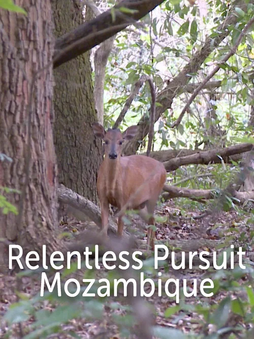 Mozambique постер