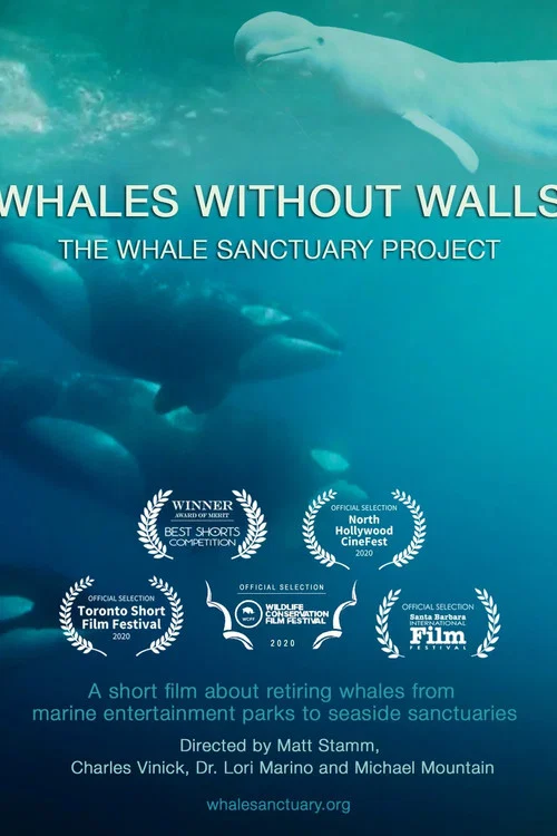Whales Without Walls постер