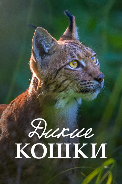 Дикие кошки постер