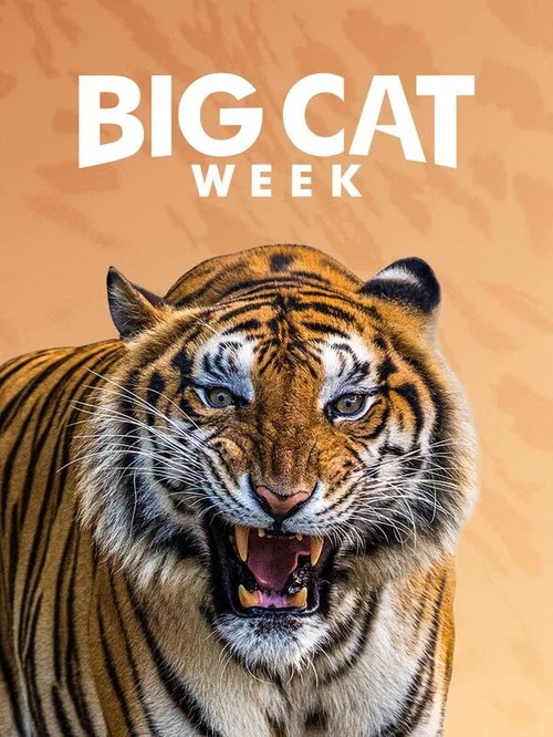 Big Cat Week постер