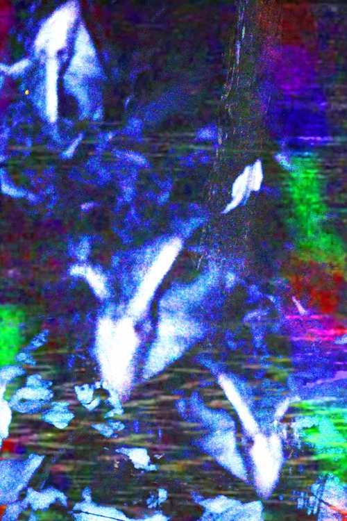 crow.mp4 постер