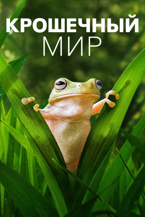 Крошечный мир постер