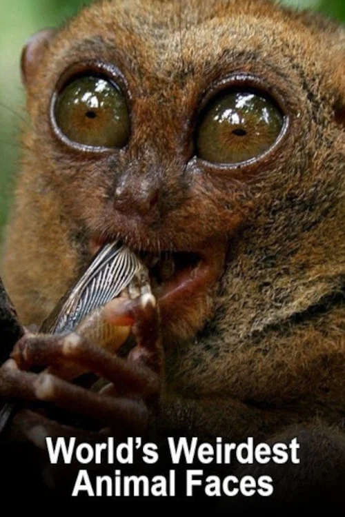 World's Weirdest Animal Faces постер